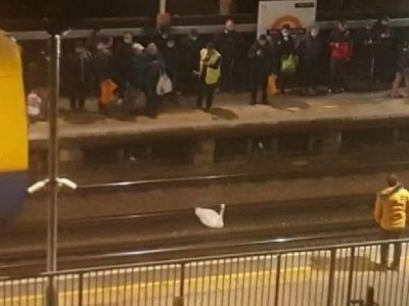 Лебедь на час остановил работу метро в Лондоне